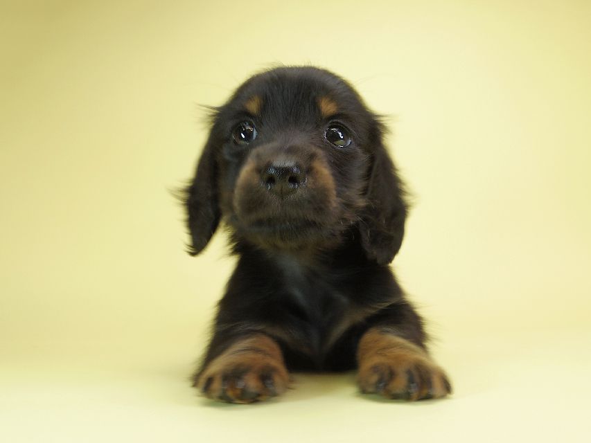 ダックスフンド カニンヘン ダックスフンド カニンヘン いちご & オスカルの子犬 ブラックタン 女の子IMGP1518 ダックスフンド カニンヘン ダックスフンド カニンヘン いちご & オスカルの子犬 ブラックタン 女の子