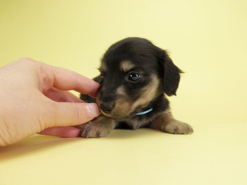 ダックスフンド カニンヘン オーシャン & ジャンの子犬 ブラッククリーム 男の子