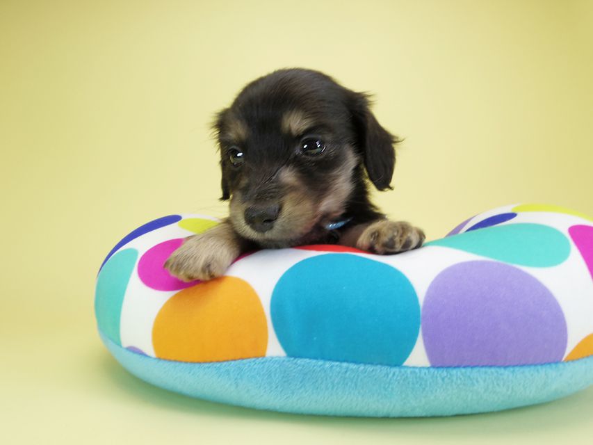 ダックスフンド カニンヘン オーシャン & ジャンの子犬 ブラッククリーム 男の子