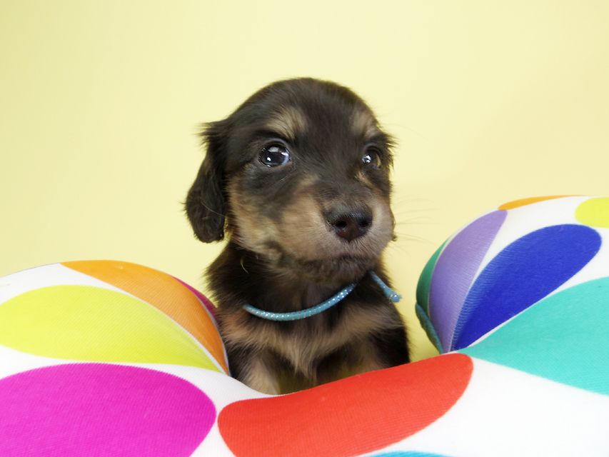 ダックスフンド カニンヘン オーシャン & ジャンの子犬 ブラッククリーム 男の子