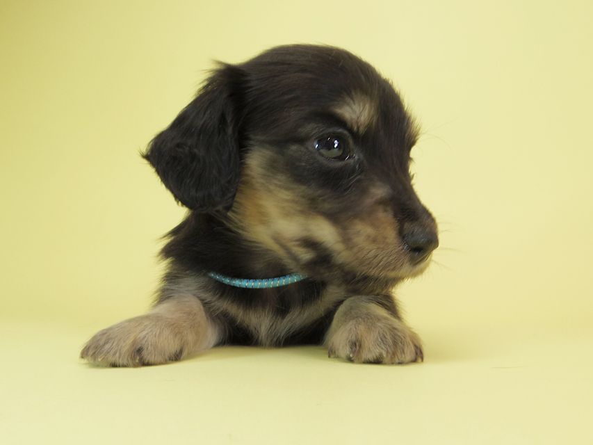 ダックスフンド カニンヘン オーシャン & ジャンの子犬 ブラッククリーム 男の子