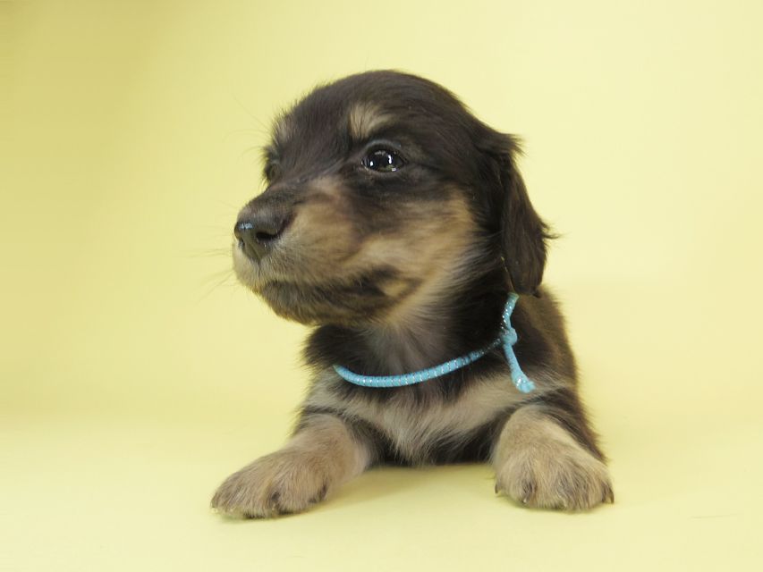 ダックスフンド カニンヘン オーシャン & ジャンの子犬 ブラッククリーム 男の子