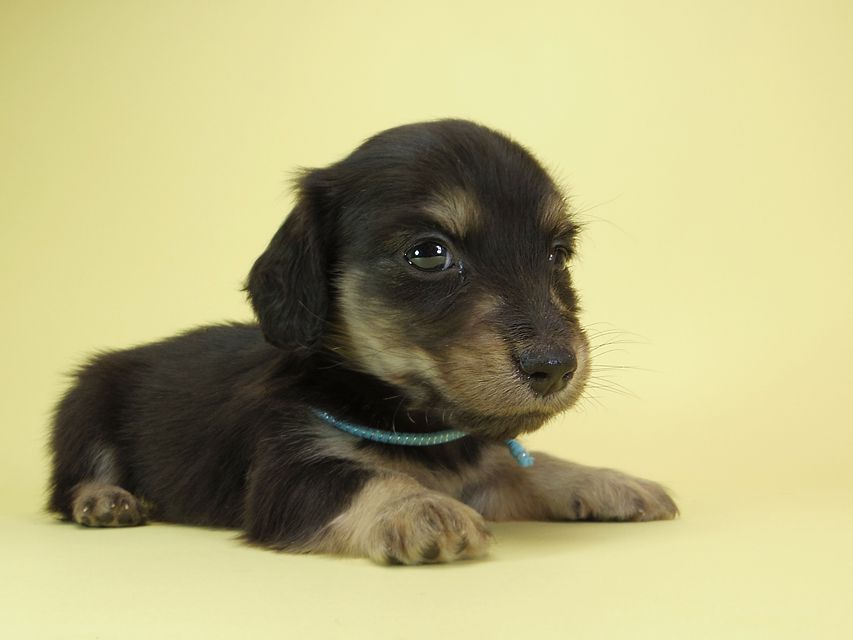 ダックスフンド カニンヘン オーシャン & ジャンの子犬 ブラッククリーム 男の子