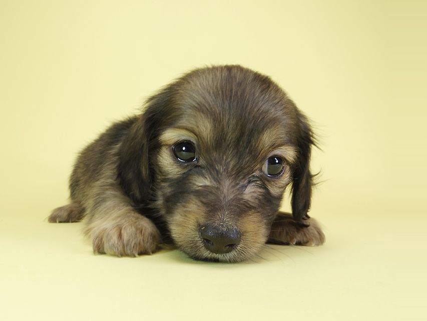 ダックスフンド カニンヘン オーシャン & ジャンの子犬 シェーデットクリーム 女の子(1)IMGP1591 ダックスフンド カニンヘン オーシャン & ジャンの子犬 シェーデットクリーム 女の子(1)