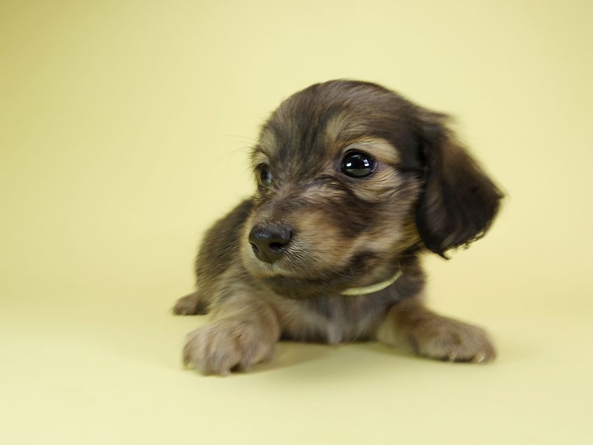 ダックスフンド カニンヘン オーシャン & ジャンの子犬 シェーデットクリーム 女の子(1)IMGP1595 ダックスフンド カニンヘン オーシャン & ジャンの子犬 シェーデットクリーム 女の子(1)