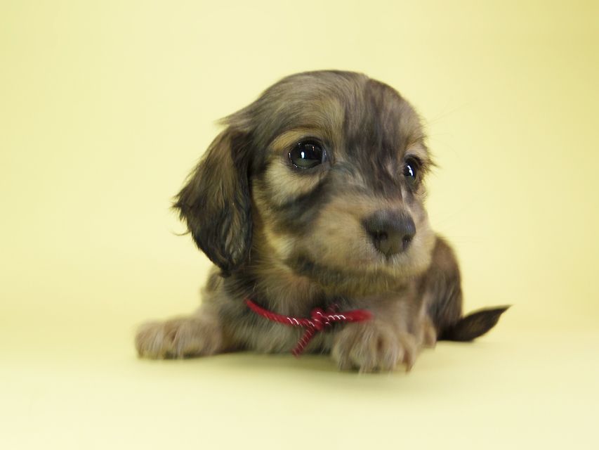 ダックスフンド カニンヘン オーシャン & ジャンの子犬 シェーデットクリーム 女の子(2)IMGP1612 ダックスフンド カニンヘン オーシャン & ジャンの子犬 シェーデットクリーム 女の子(2)