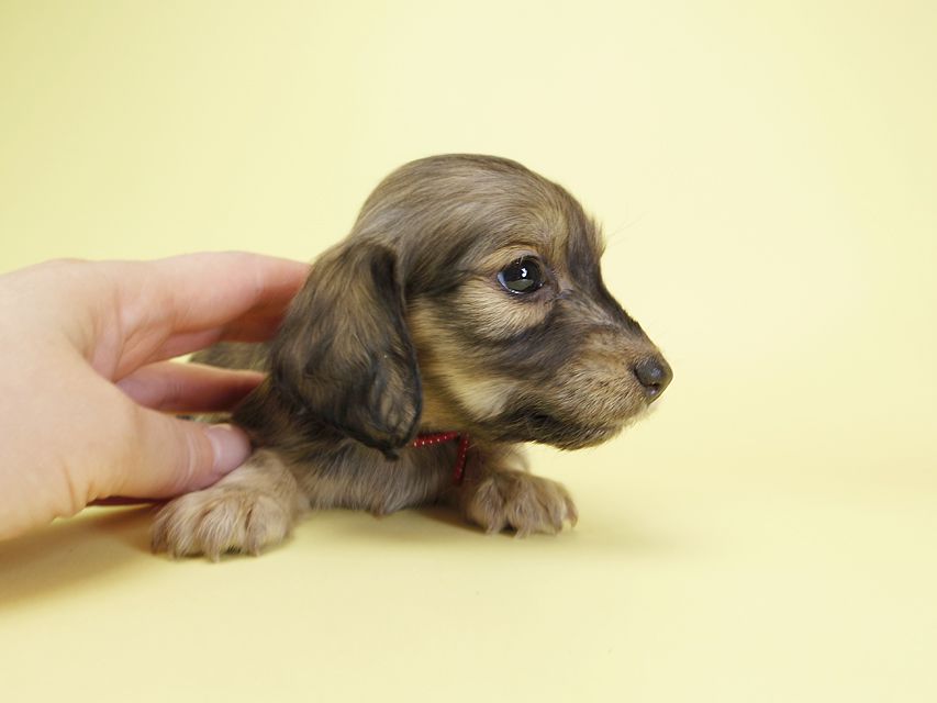ダックスフンド カニンヘン オーシャン & ジャンの子犬 シェーデットクリーム 女の子(2)IMGP1617 ダックスフンド カニンヘン オーシャン & ジャンの子犬 シェーデットクリーム 女の子(2)