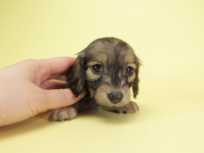 ダックスフンド カニンヘン オーシャン & ジャンの子犬 シェーデットクリーム 女の子(2)IMGP1618 ダックスフンド カニンヘン オーシャン & ジャンの子犬 シェーデットクリーム 女の子(2)