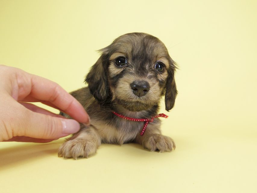 ダックスフンド カニンヘン オーシャン & ジャンの子犬 シェーデットクリーム 女の子(2)IMGP1619 ダックスフンド カニンヘン オーシャン & ジャンの子犬 シェーデットクリーム 女の子(2)