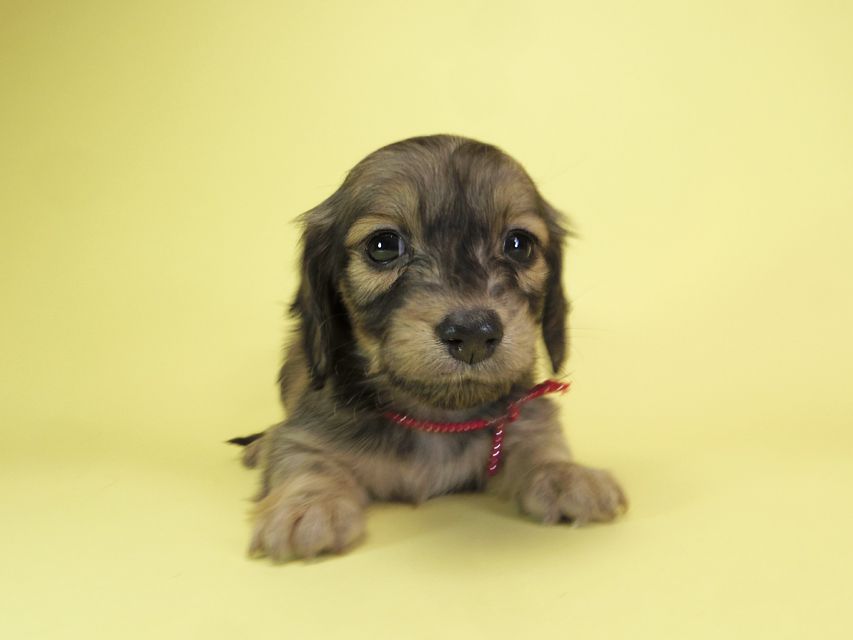 ダックスフンド カニンヘン オーシャン & ジャンの子犬 シェーデットクリーム 女の子(2)IMGP1624 ダックスフンド カニンヘン オーシャン & ジャンの子犬 シェーデットクリーム 女の子(2)
