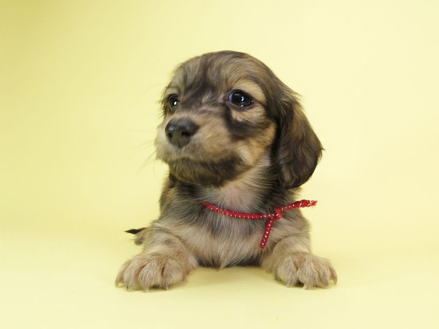 ダックスフンド カニンヘン オーシャン & ジャンの子犬 シェーデットクリーム 女の子(2)IMGP1625 ダックスフンド カニンヘン オーシャン & ジャンの子犬 シェーデットクリーム 女の子(2)