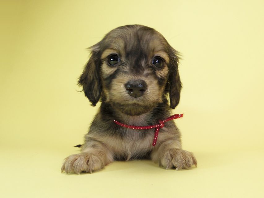 ダックスフンド カニンヘン オーシャン & ジャンの子犬 シェーデットクリーム 女の子(2)IMGP1628 ダックスフンド カニンヘン オーシャン & ジャンの子犬 シェーデットクリーム 女の子(2)