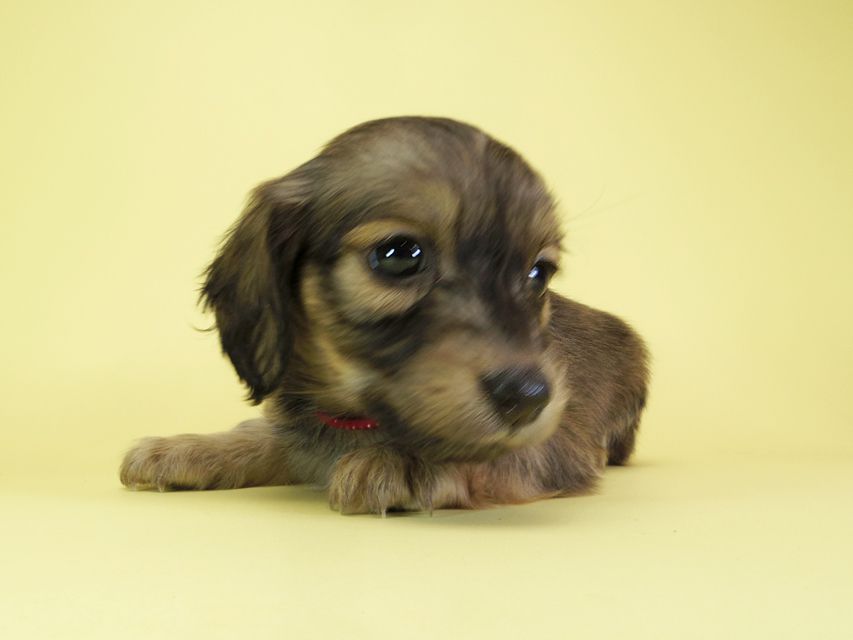 ダックスフンド カニンヘン オーシャン & ジャンの子犬 シェーデットクリーム 女の子(2)IMGP1629 ダックスフンド カニンヘン オーシャン & ジャンの子犬 シェーデットクリーム 女の子(2)