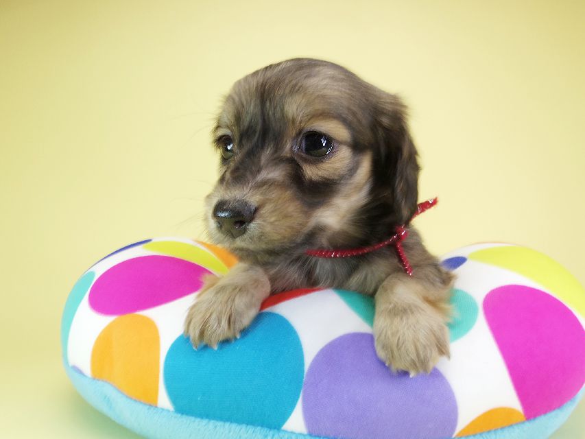 ダックスフンド カニンヘン オーシャン & ジャンの子犬 シェーデットクリーム 女の子(2)IMGP1631 ダックスフンド カニンヘン オーシャン & ジャンの子犬 シェーデットクリーム 女の子(2)