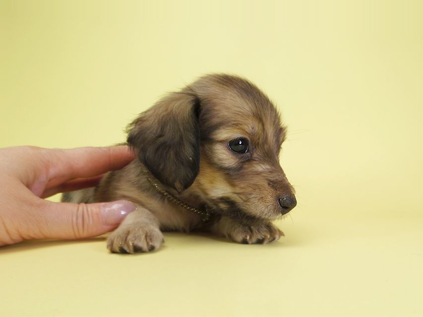 ダックスフンド カニンヘン オーシャン & ジャンの子犬 シェーデットクリーム 女の子（3）