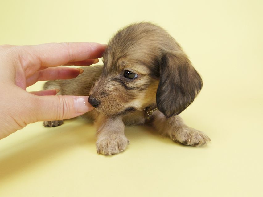 ダックスフンド カニンヘン オーシャン & ジャンの子犬 シェーデットクリーム 女の子（3）
