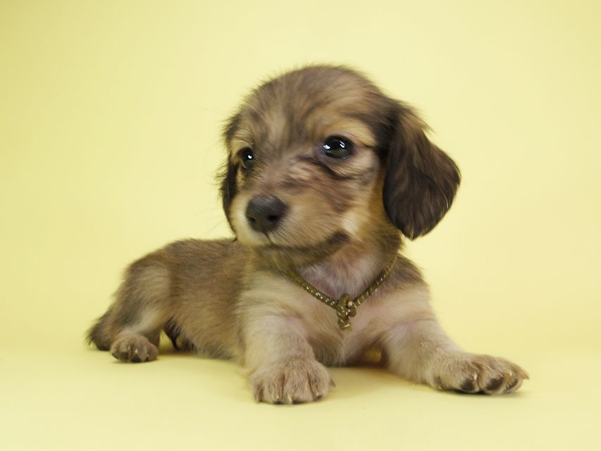 ダックスフンド カニンヘン オーシャン & ジャンの子犬 シェーデットクリーム 女の子（3）