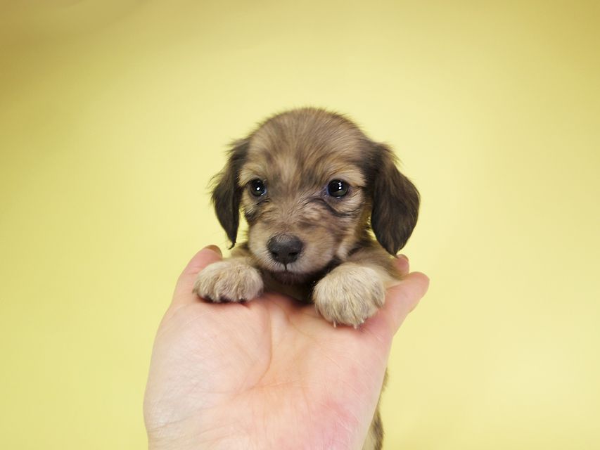 ダックスフンド カニンヘン オーシャン & ジャンの子犬 シェーデットクリーム 女の子（3）