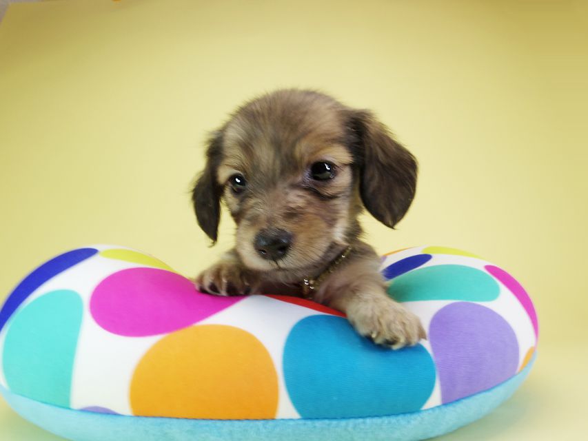 ダックスフンド カニンヘン オーシャン & ジャンの子犬 シェーデットクリーム 女の子（3）