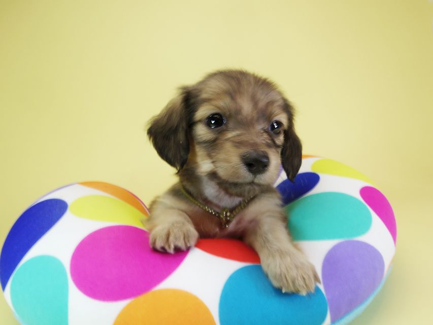 ダックスフンド カニンヘン オーシャン & ジャンの子犬 シェーデットクリーム 女の子（3）