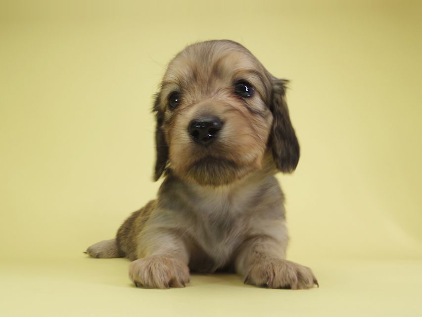 ダックスフンド カニンヘン アン.2 & オスカルの子犬 シェーデットクリーム 男の子（1）