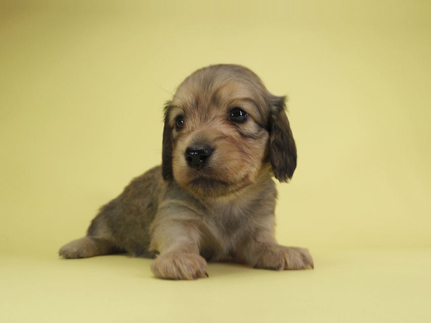 ダックスフンド カニンヘン アン.2 & オスカルの子犬 シェーデットクリーム 男の子（1）