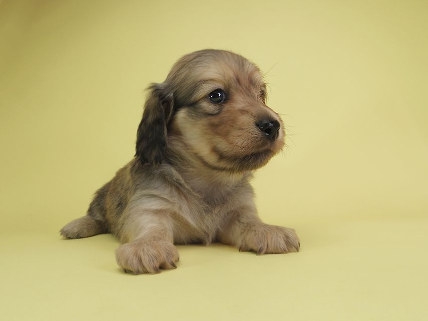 ダックスフンド カニンヘン アン.2 & オスカルの子犬 シェーデットクリーム 男の子（1）