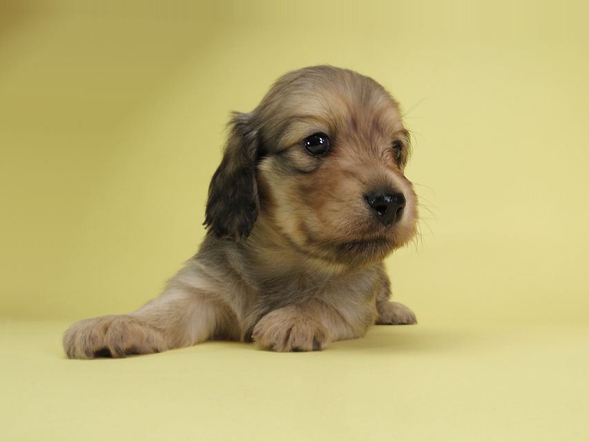 ダックスフンド カニンヘン アン.2 & オスカルの子犬 シェーデットクリーム 男の子（1）