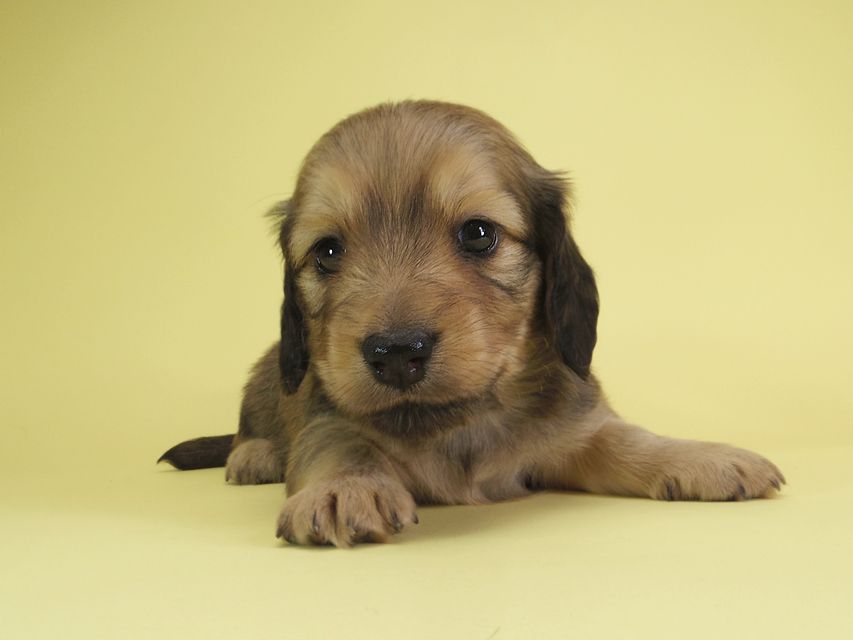 ダックスフンド カニンヘン アン.2 & オスカルの子犬 シェーデットクリーム 男の子（2）