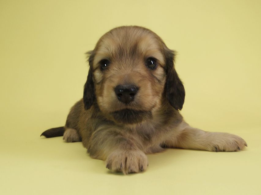 ダックスフンド カニンヘン アン.2 & オスカルの子犬 シェーデットクリーム 男の子（2）