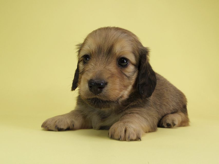 ダックスフンド カニンヘン アン.2 & オスカルの子犬 シェーデットクリーム 男の子（2）