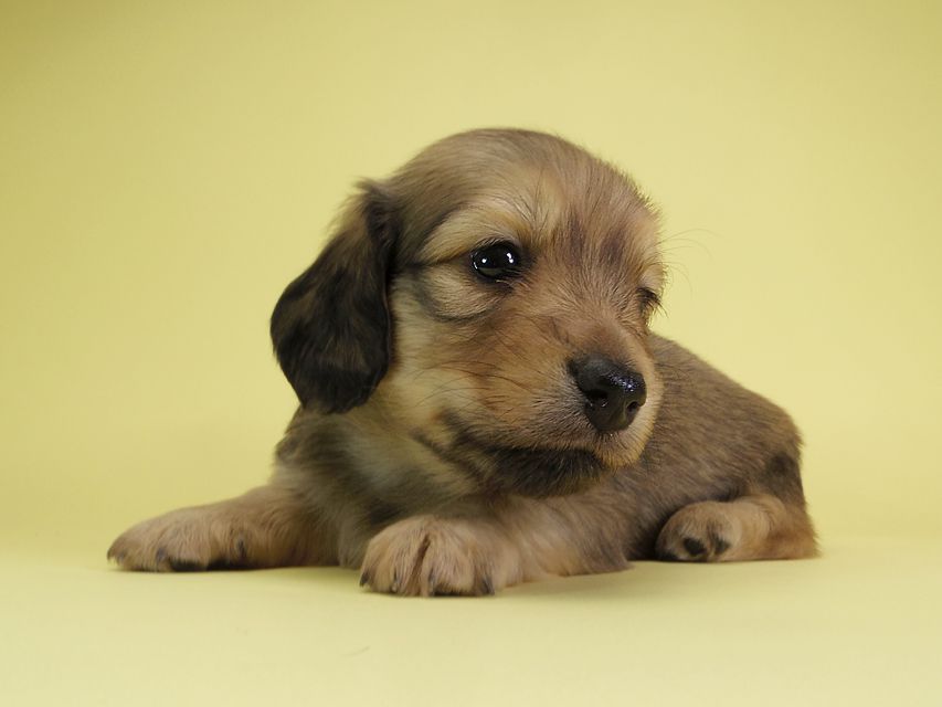 ダックスフンド カニンヘン アン.2 & オスカルの子犬 シェーデットクリーム 男の子（2）