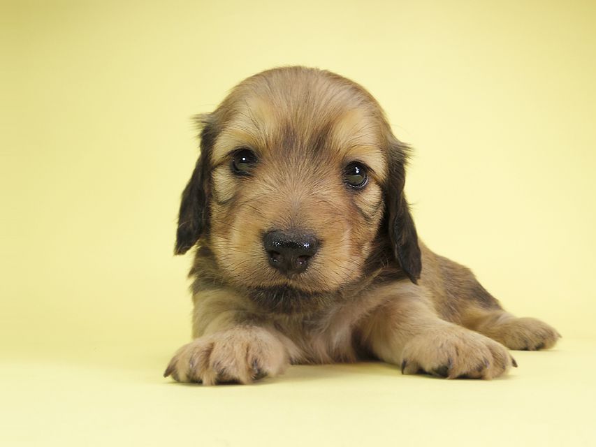ダックスフンド カニンヘン アン.2 & オスカルの子犬 シェーデットクリーム 男の子（2）