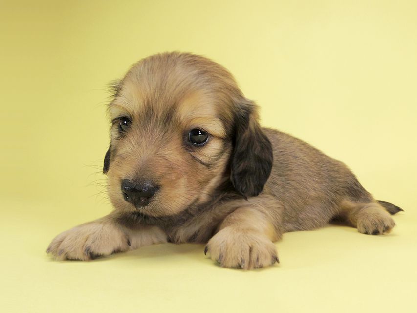 ダックスフンド カニンヘン アン.2 & オスカルの子犬 シェーデットクリーム 男の子（2）