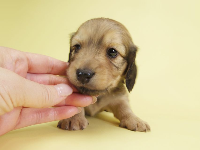ダックスフンド カニンヘン アン.2 & オスカルの子犬 シェーデットクリーム 男の子（2）