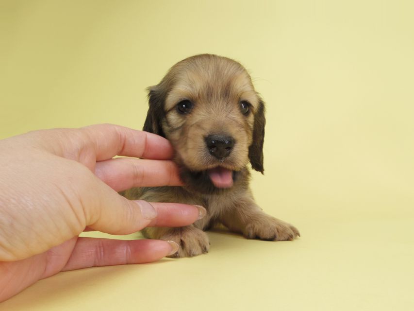 ダックスフンド カニンヘン アン.2 & オスカルの子犬 シェーデットクリーム 男の子（2）