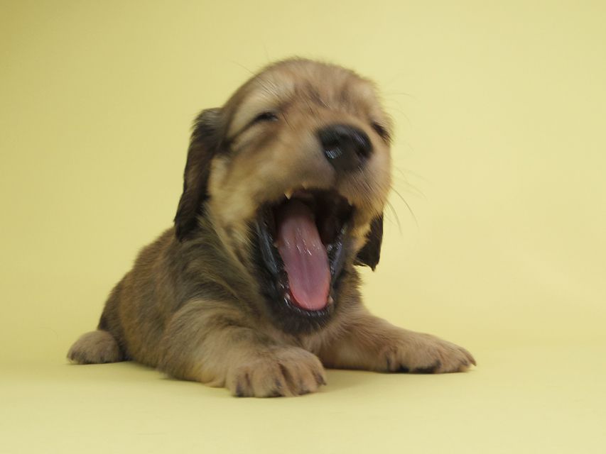 ダックスフンド カニンヘン アン.2 & オスカルの子犬 シェーデットクリーム 男の子（2）