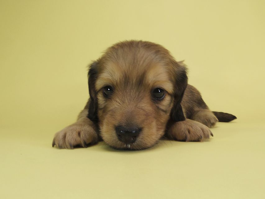 ダックスフンド カニンヘン アン.2 & オスカルの子犬 シェーデットクリーム 男の子（2）