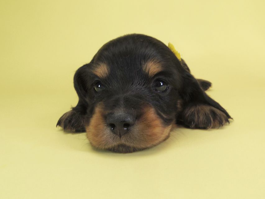ダックスフンド カニンヘン ひな.2 & オスカルの子犬 ブラックタン 男の子 お写真初登場