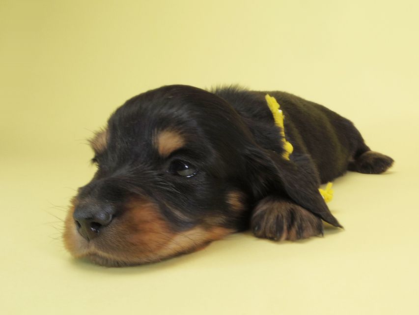 ダックスフンド カニンヘン ひな.2 & オスカルの子犬 ブラックタン 男の子 お写真初登場