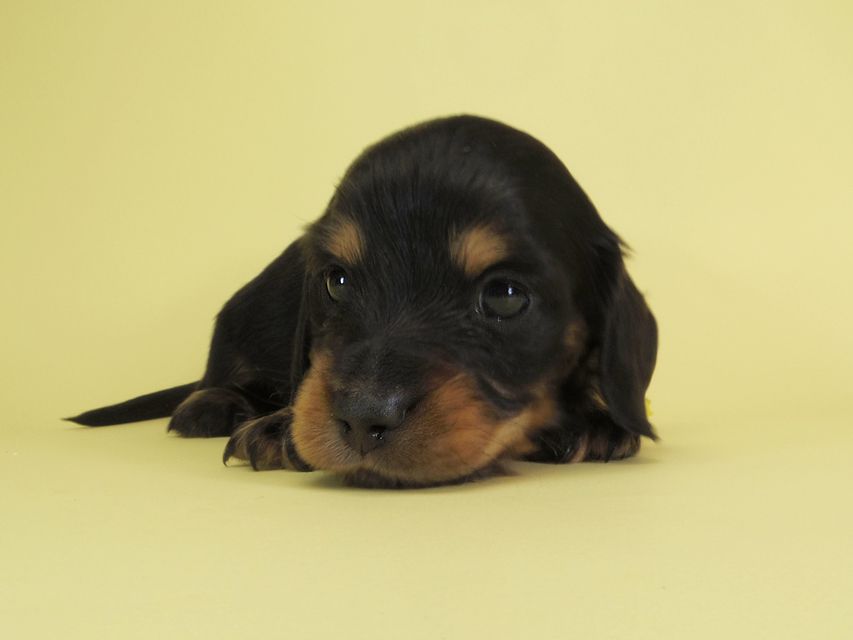ダックスフンド カニンヘン ひな.2 & オスカルの子犬 ブラックタン 男の子 お写真初登場