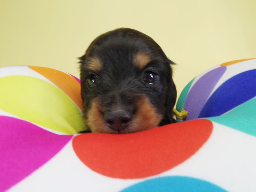 ダックスフンド カニンヘン ひな.2 & オスカルの子犬 ブラックタン 男の子 お写真初登場