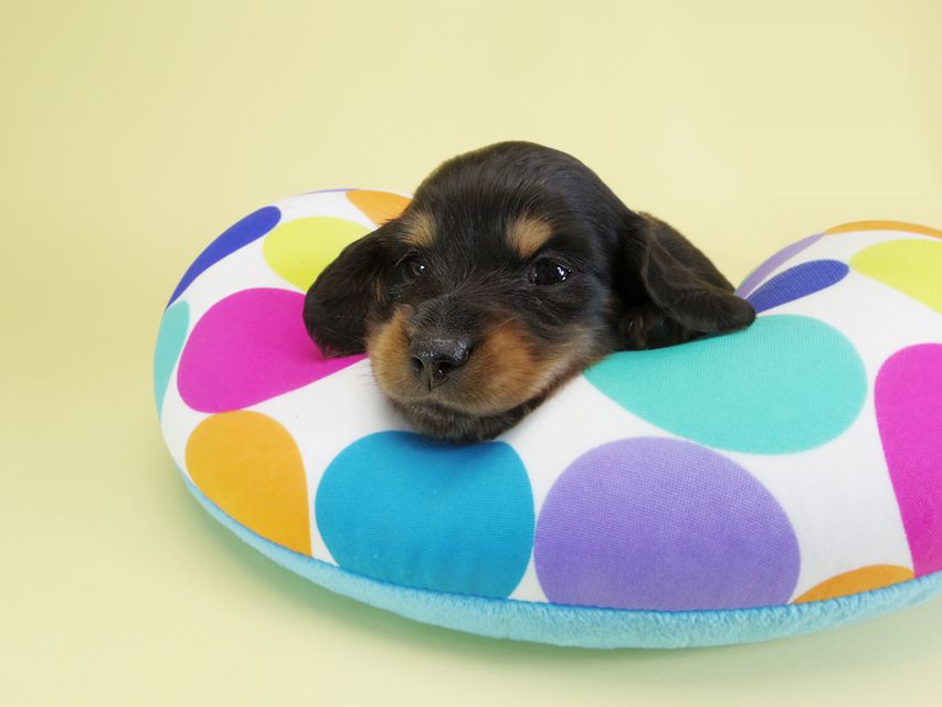 ダックスフンド カニンヘン ひな.2 & オスカルの子犬 ブラックタン 男の子 お写真初登場