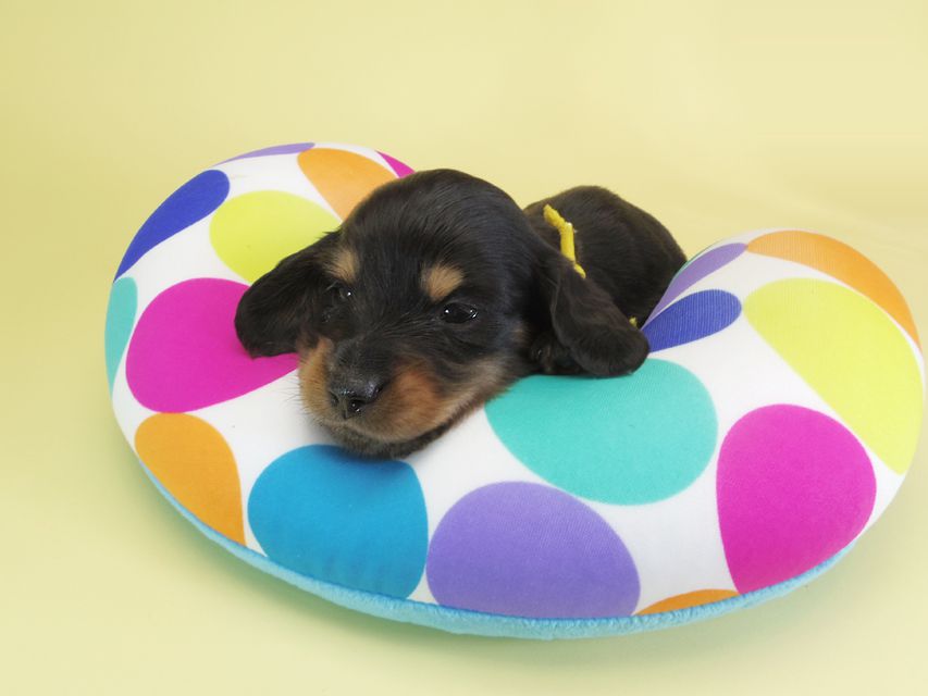 ダックスフンド カニンヘン ひな.2 & オスカルの子犬 ブラックタン 男の子 お写真初登場