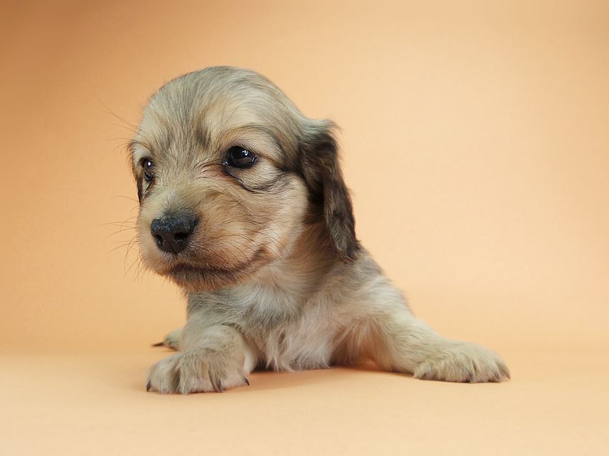 ダックスフンド カニンヘン アン.2 & オスカルの子犬 シェーデットクリーム 男の子(1)IMGP1901 ダックスフンド カニンヘン アン.2 & オスカルの子犬 シェーデットクリーム 男の子(1)