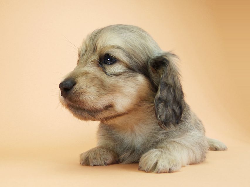 ダックスフンド カニンヘン アン.2 & オスカルの子犬 シェーデットクリーム 男の子(1)IMGP1903 ダックスフンド カニンヘン アン.2 & オスカルの子犬 シェーデットクリーム 男の子(1)