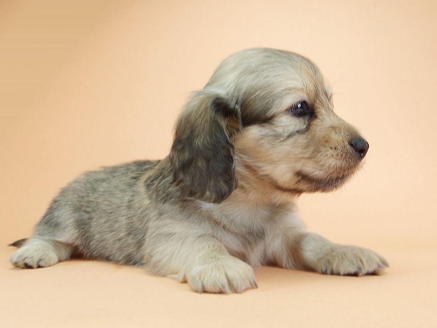 ダックスフンド カニンヘン アン.2 & オスカルの子犬 シェーデットクリーム 男の子(1)IMGP1906 ダックスフンド カニンヘン アン.2 & オスカルの子犬 シェーデットクリーム 男の子(1)