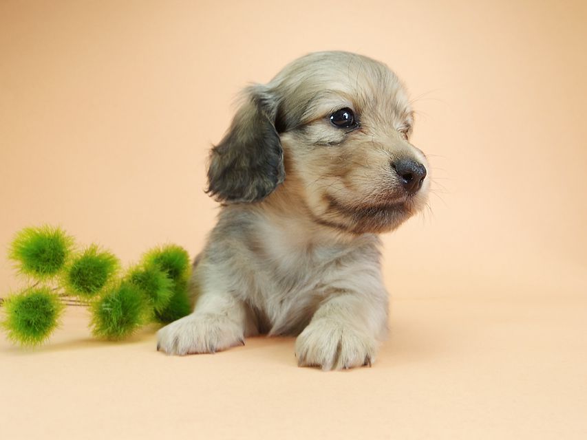 ダックスフンド カニンヘン アン.2 & オスカルの子犬 シェーデットクリーム 男の子(1)IMGP1916 ダックスフンド カニンヘン アン.2 & オスカルの子犬 シェーデットクリーム 男の子(1)