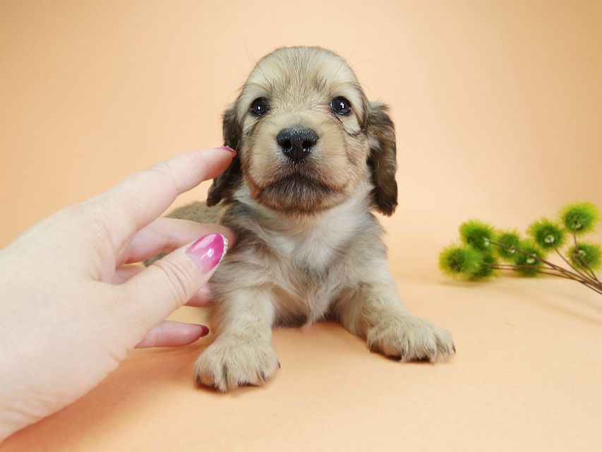 ダックスフンド カニンヘン アン.2 & オスカルの子犬 シェーデットクリーム 男の子(1)IMGP1919 ダックスフンド カニンヘン アン.2 & オスカルの子犬 シェーデットクリーム 男の子(1)