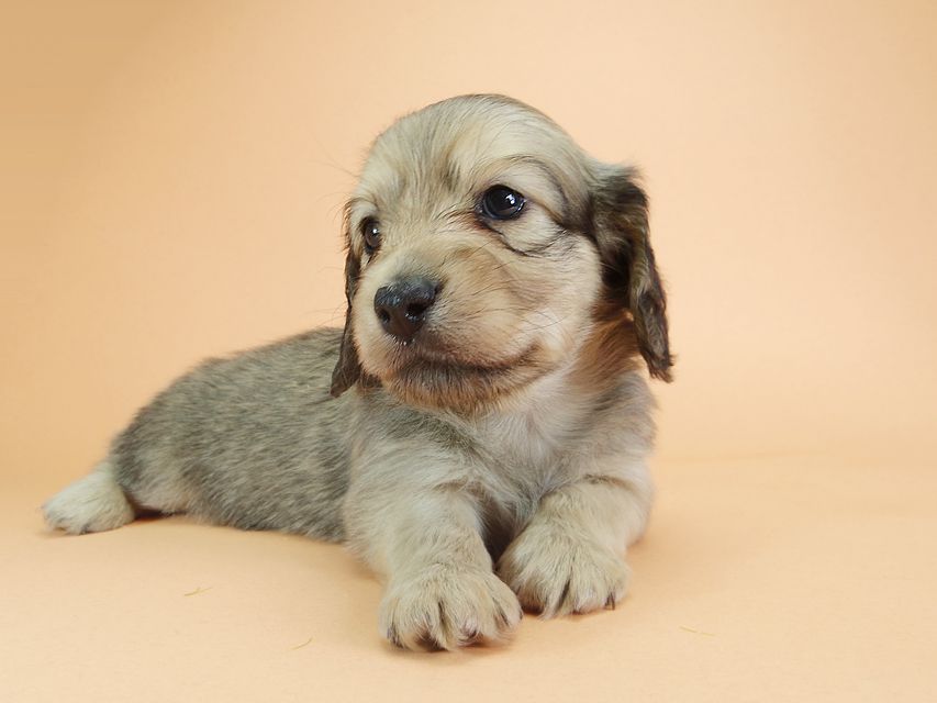 ダックスフンド カニンヘン アン.2 & オスカルの子犬 シェーデットクリーム 男の子(1)IMGP1929 ダックスフンド カニンヘン アン.2 & オスカルの子犬 シェーデットクリーム 男の子(1)
